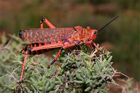 simsearch:400-03984889,k - Red pyrgomorphid grasshopper on a branch, South Africa Foto de stock - Super Valor sin royalties y Suscripción, Código: 400-07657091