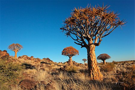 Desert landscape with granite rocks and quiver trees (Aloe dichotoma), Namibia Foto de stock - Super Valor sin royalties y Suscripción, Código: 400-07657092