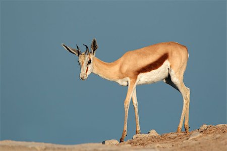 simsearch:400-04473063,k - Springbok antelope (Antidorcas marsupialis), Etosha National Park, Namibia Foto de stock - Super Valor sin royalties y Suscripción, Código: 400-07657105