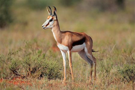 simsearch:400-04974511,k - Springbok antelope (Antidorcas marsupialis) walking, South Africa Stock Photo - Budget Royalty-Free & Subscription, Code: 400-07657106