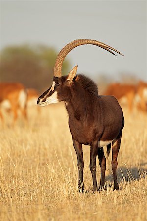 sable antelope - Male sable antelope (Hippotragus niger) with magnificent horns, South Africa Stock Photo - Budget Royalty-Free & Subscription, Code: 400-07657101