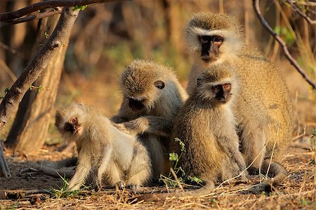 simsearch:400-08011937,k - Vervet monkeys (Cercopithecus aethiops) grooming one another, South Africa Stock Photo - Budget Royalty-Free & Subscription, Code: 400-07657124