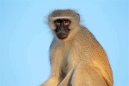 simsearch:400-08011937,k - Portrait of a vervet monkey (Cercopithecus aethiops) agains a blue sky, South Africa Stock Photo - Budget Royalty-Free & Subscription, Code: 400-07657123