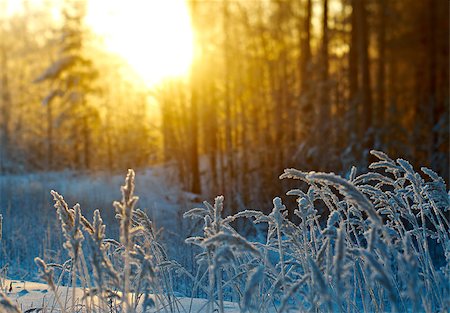 frozen ice background - Winter scene .Frozenned flower .pine forest and sunset Stock Photo - Budget Royalty-Free & Subscription, Code: 400-07657177