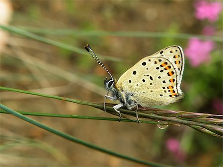 Closeup detail of butterfly sitting on plant Stock Photo - Budget Royalty-Free & Subscription, Code: 400-07657172