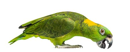 peck - Yellow-naped parrot pecking (6 years old), isolated on white Stock Photo - Budget Royalty-Free & Subscription, Code: 400-07657384