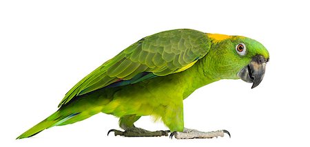simsearch:400-08258583,k - Side view of a Yellow-naped parrot walking (6 years old), isolated on white Photographie de stock - Aubaine LD & Abonnement, Code: 400-07657380