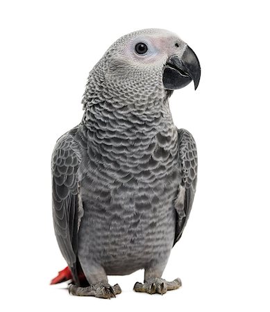 simsearch:400-08098139,k - African Grey Parrot (3 months old) isolated on white Foto de stock - Super Valor sin royalties y Suscripción, Código: 400-07657427