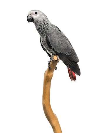 simsearch:400-08098139,k - African Grey Parrot (3 months old) perched on a branch, isolated on white Foto de stock - Super Valor sin royalties y Suscripción, Código: 400-07657478