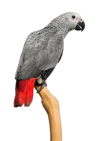 simsearch:400-08098139,k - African Grey Parrot (3 months old) perched on a branch, isolated on white Foto de stock - Super Valor sin royalties y Suscripción, Código: 400-07657481