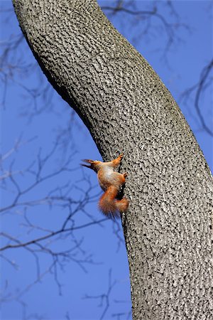 simsearch:400-03936928,k - Red squirrels on tree in forest Fotografie stock - Microstock e Abbonamento, Codice: 400-07657888