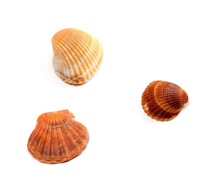 simsearch:400-04406446,k - Three seashells isolated on white background Stock Photo - Budget Royalty-Free & Subscription, Code: 400-07657880