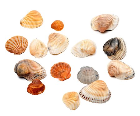 simsearch:400-04406446,k - Seashells isolated on white background Stock Photo - Budget Royalty-Free & Subscription, Code: 400-07657890