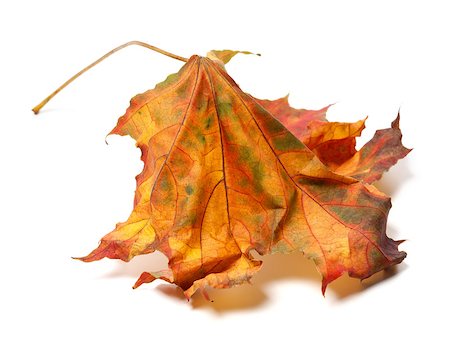 simsearch:851-02963822,k - Autumn maple-leaf isolated on white background. Stockbilder - Microstock & Abonnement, Bildnummer: 400-07657915