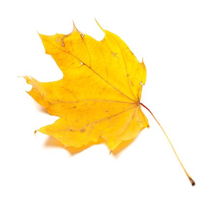 simsearch:400-05348075,k - Autumn yellowed maple leaf isolated on white background Photographie de stock - Aubaine LD & Abonnement, Code: 400-07657913