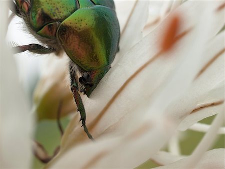 simsearch:400-08222144,k - Close up of Green bug, rose chafer, cetonia aurata on lilly flower Stockbilder - Microstock & Abonnement, Bildnummer: 400-07657925