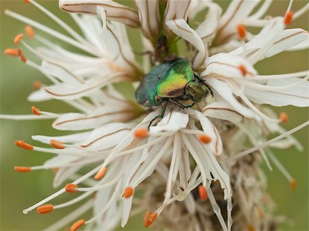 simsearch:400-08222144,k - Close up  of Green bug, rose chafer, cetonia aurata on lilly flower Stockbilder - Microstock & Abonnement, Bildnummer: 400-07657920