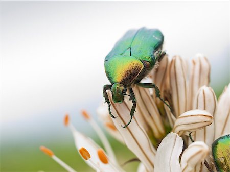 simsearch:400-08222144,k - Close up of Green bug, rose chafer, cetonia aurata on lilly flower Stockbilder - Microstock & Abonnement, Bildnummer: 400-07657923