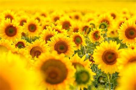 fogen (artist) - Sunflower field, backlit, close-up. Stockbilder - Microstock & Abonnement, Bildnummer: 400-07657954