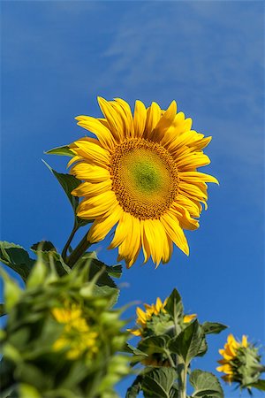fogen (artist) - Flower sunflower on a background of blue sky, close-up. Stockbilder - Microstock & Abonnement, Bildnummer: 400-07657955