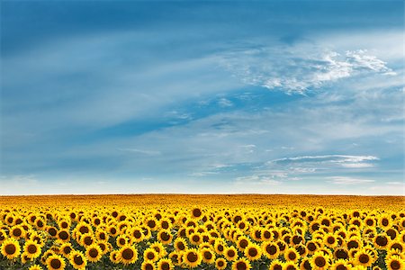 fogen (artist) - Field of sunflowers on a background of blue sky. Stockbilder - Microstock & Abonnement, Bildnummer: 400-07657953