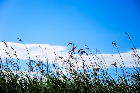 In the reeds at summer with blue sky. Foto de stock - Super Valor sin royalties y Suscripción, Código: 400-07658046