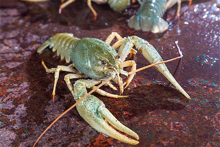 live crayfish on a metal surface Photographie de stock - Aubaine LD & Abonnement, Code: 400-07658049