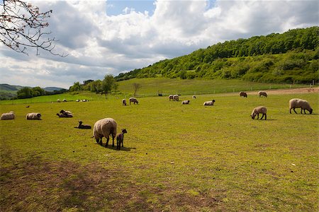 simsearch:400-07658135,k - The herd of sheep eating grass on spring meadow Stock Photo - Budget Royalty-Free & Subscription, Code: 400-07658136