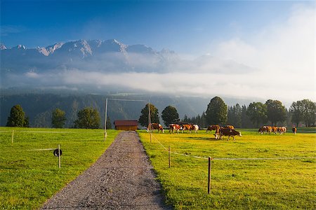 simsearch:400-07658135,k - On a farm in the high mountains in Austria Stock Photo - Budget Royalty-Free & Subscription, Code: 400-07658141