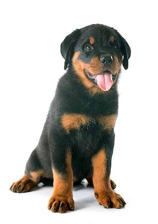 puppy rottweiler in front of white background Foto de stock - Super Valor sin royalties y Suscripción, Código: 400-07658184