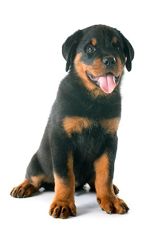 perro guardián - puppy rottweiler in front of white background Foto de stock - Super Valor sin royalties y Suscripción, Código: 400-07658184