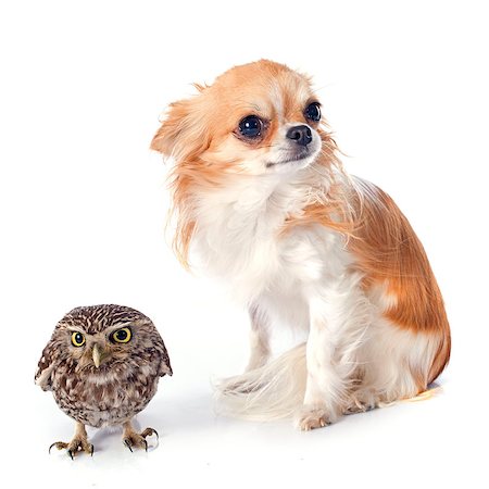 simsearch:400-07658193,k - Little owl and chihuahua in front of white background Foto de stock - Super Valor sin royalties y Suscripción, Código: 400-07658194