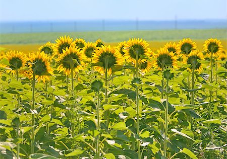 simsearch:400-07036242,k - Filed of sunflowers seen from behind Photographie de stock - Aubaine LD & Abonnement, Code: 400-07658386