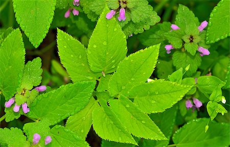 emerald spring - green foliage of a healthy plant Photographie de stock - Aubaine LD & Abonnement, Code: 400-07658390