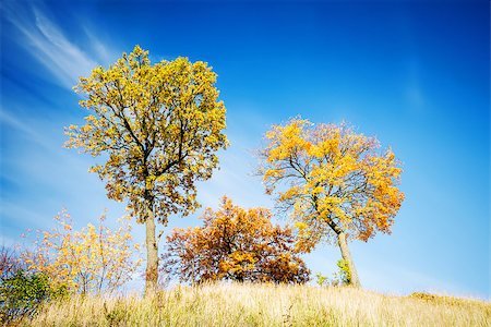 simsearch:400-04318525,k - Beautiful autumn trees on a sunny day Stock Photo - Budget Royalty-Free & Subscription, Code: 400-07658567