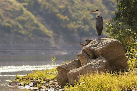 simsearch:400-07680375,k - Grey heron standing on river shore Stock Photo - Budget Royalty-Free & Subscription, Code: 400-07658887