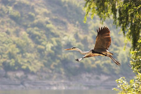 simsearch:400-07680375,k - Grey heron flying over big river shore Stock Photo - Budget Royalty-Free & Subscription, Code: 400-07658897