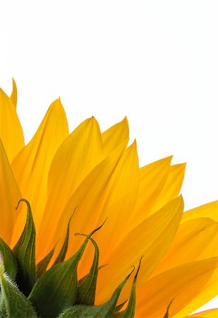 simsearch:400-04714958,k - Close-up of a colorful sunflower on white background Foto de stock - Super Valor sin royalties y Suscripción, Código: 400-07658994