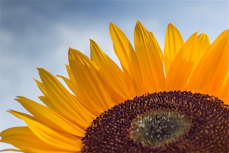 simsearch:400-04714958,k - Close-up of a colorful sunflower with drops Foto de stock - Super Valor sin royalties y Suscripción, Código: 400-07658996