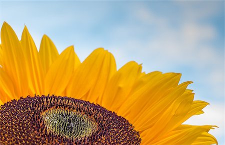 simsearch:400-04714958,k - Close-up of a colorful sunflower with drops Foto de stock - Super Valor sin royalties y Suscripción, Código: 400-07658997