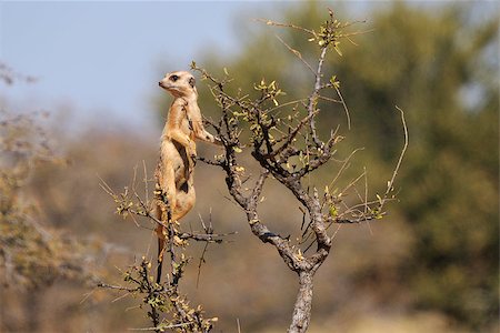 simsearch:400-04879400,k - The meerkat or suricate, Suricata suricatta, is a small mammal belonging to the mongoose family. This photo was taken in the Mokala National Park, Northern Cape, South Africa Stock Photo - Budget Royalty-Free & Subscription, Code: 400-07659659
