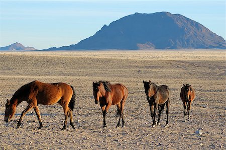 Wild Horses of the Namib near Aus, Namibia. Stock Photo - Budget Royalty-Free & Subscription, Code: 400-07659652