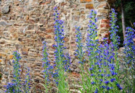 simsearch:400-08160733,k - Detail of beautiful blue flowers with an old castle in the background Photographie de stock - Aubaine LD & Abonnement, Code: 400-07659875