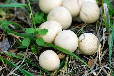 Inedible mushroom-grebe in the woods among the grass. Stock Photo - Budget Royalty-Free & Subscription, Code: 400-07665832