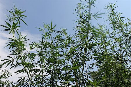 Hign green cannabis plant on the garden Stockbilder - Microstock & Abonnement, Bildnummer: 400-07666344