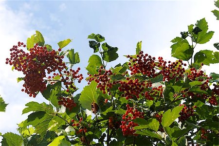 A red Viburnum berries on the bush Stockbilder - Microstock & Abonnement, Bildnummer: 400-07666342