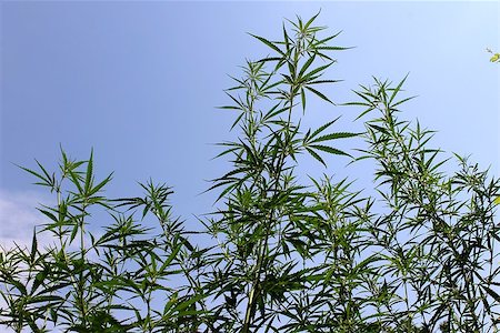 Hign green cannabis plant on the garden Stockbilder - Microstock & Abonnement, Bildnummer: 400-07666343