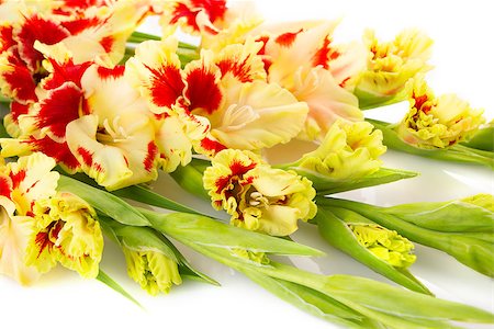 Colorful fresh red and yellow gladiolus isolated on white \ horizontal Stock Photo - Budget Royalty-Free & Subscription, Code: 400-07666358