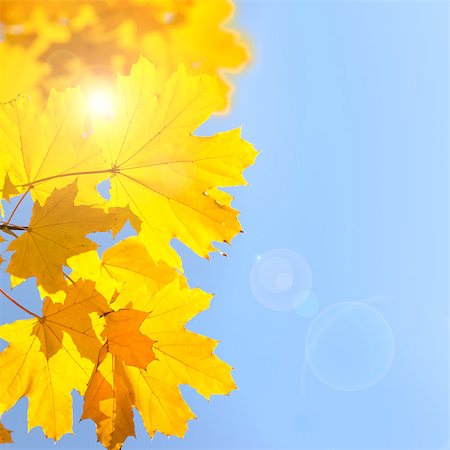 simsearch:400-07675553,k - Yellow Maple Leaves against Blue Sky background with Sun - Autumn composition Stock Photo - Budget Royalty-Free & Subscription, Code: 400-07666361