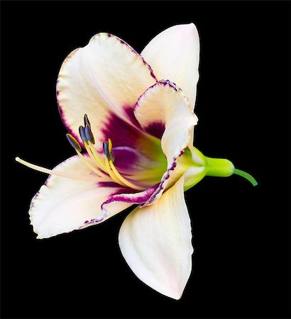 easter lily background - lily on a black background Stock Photo - Budget Royalty-Free & Subscription, Code: 400-07666552